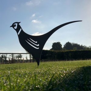 Pheasant
