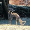 Winter Fox Artwork for the Garden