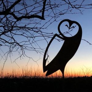 Barn Owl